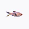 Lâmpada Peixe Triângulo Positivo Peixe Lâmpada Pequeno Vivo Peixe Lâmpada Triângulo Ziyan Peixe Triângulo Grande Peixe Atacado