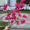 Simulação rosa triângulo vermelho ameixa comércio exterior fabricantes Angus triângulo ameixa casamento decoração floral suave flores falsas atacado