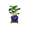 Planta en Maceta Pequeña de Árbol Bodhi con Frutos, Bonsái Estilo Zen de Interior para Escritorio de Oficina, Sala de Estar y Planta Verde Atractora de Riqueza