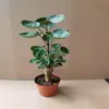 Bolsillo para dinero árbol de la fortuna planta verde grande sala de estar planta de interior en maceta árbol de la fortuna hoja redonda flutina planta de interior en maceta