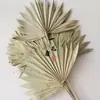 Venta al por mayor de Flores Secas y Flores Inmortales, Venta Caliente Transfronteriza Abanico de Hoja de Palma Guanyin, Hoja de Abanico de Junco, Mini Abanico