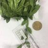 Serie Bosque Verde empaque de flores para bodas hecho a mano diy decorativo cuerda de cáñamo de hoja verde cuerda de cera hojas cuerda de ratán