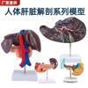Modelo agrandado de vesícula biliar de hígado humano hígado humano Vesícula biliar Hígado órganos digestivos humanos Anatomía visceral Modelo