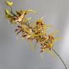 Simulación de sensación 3D de orquídea araña, orquídea Dendrobium, orquídea de las cuatro estaciones, cymbidium, modelo para el hogar, habitación, hotel, decoración de bodas, flores falsas