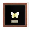 Especimen de Mariposa Real Colgante de Madera Estilo Nórdico Simple Moderno Regalo de Cumpleaños Marco de Fotos de Madera Simple