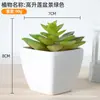 Plástico carnoso de simulación bonsái decoración de oficina escritorio adornos pequeños carnoso accesorios para fotos flores artificiales falsas