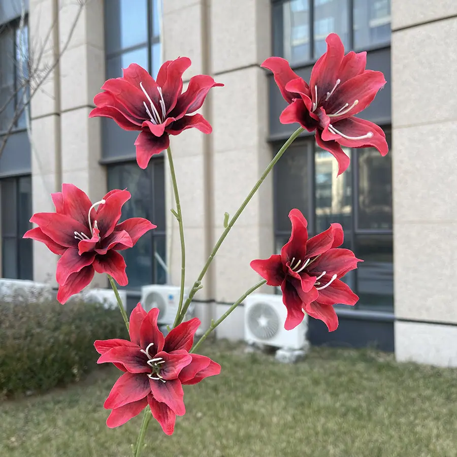 5头莫奈金玉百合花-红色.JPG