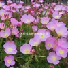 180 Variedades de Sementes de Flores Não Repetitivas, Fáceis de Cultivar em Todas as Estações, Podem Afastar Mosquitos, Adequadas para Varandas Internas e Externas, Distribuição Transfronteiriça
