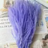 Flores Secas Hada del Polvo de Cerdas Suaves de Yunnan Flores DIY Decoración del Hogar Ramo con Accesorios para Disparos Venta al por Mayor Transfronteriza