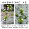 Fabricante de Flores Artificiales para Bodas Verdes Hortensia Verde Rosa Rocío de Golondrina Loto Bola de Cebolla Decoración Suave para Bodas Flor Artificial al por Mayor