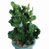 Plantas Verdes Imortais em Vasos Jade Colorido Unicórnio Selo de Unicórnio Suculenta Quilha Brasileira Wanzhongshan Interior Escritório