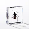 A Fábrica de Artesanato Zhongkun vende espécimes de insetos genuínos como itens decorativos, embutidos em resina de alta transparência, como brinquedos científicos educativos para crianças.
