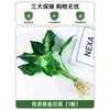 Plantas Hidropónicas en Maceta con Flores, Flores de Interior y Plantas Verdes, Plantas Acuáticas Fáciles de Cuidar en Todas las Estaciones, Rábano Verde, Espárragos Ricos, Arracacha, Palmera Roja y Blanca