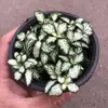 Plantas de Piedra Absorbente Plantas Verdes Piedra de Agua Acuaterrario Tanque de Selva Rocalla Paisajismo Musgo Helecho Micro-paisaje Plantas de Bonsái