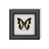 Raro Adorno Pequeño de Insecto Precioso con Rayas Verdes, Espécimen de Mariposa Azul, Regalo de Cumpleaños para Personas Mayores, Amigos o Niñas, Marco de Espécimen de Mariposa