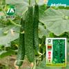 Fabricante de Origen Venta al por Mayor Semillas de Pepino de Piel Blanca, Hojas Blancas, Tres Semillas Blancas de Jade de Primavera y Otoño, Melones Fáciles de Cultivar, Semillas de Frutas y Verduras