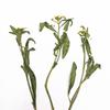 Flores reais com ramos Bola de neve perfumada Material de gravação Decoração de casamento em casa Flores falsas Plantas verdes Matrizes de flores em vasos Flores secas naturais