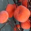 Caqui Ruyi Caqui Simulado com Geada Espuma Fruta Romã Galho de Fruta Ornamentos Decorativos Adereços para Fotos Flores Falsas de Véspera de Ano Novo