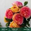 Rosa trepadora Extra grande Floración Cuatro estaciones Enredadera Rosa Semilleros de rosa Enredadera Patio Flor grande Balcón Florales Shihua