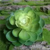 Simulación gran Baolian suculenta tacto de goma suave planta plástico material de decoración floral maceta de césped artificial tridimensional 3D