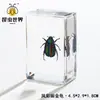 Artesanías de especímenes, insectos reales, escarabajo ciervo, escorpión, escarabajo, araña, regalos de enseñanza de ciencias biológicas, adornos de resina