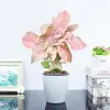 El taro de hojas coloreadas, una planta de maceta, es una flor de interior hermosa y fácil de cuidar, perfecta para decorar tu escritorio o espacio vital.. Viene en un bonito tono rosa
