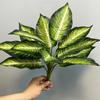 Monstera, Anturio, Filodendro, Alocasia, Helecho Espárrago, Plantas Similares a Helechos, Plantas Artificiales para Decoración de Paredes, Plantas Artificiales de Alta Calidad al por Mayor