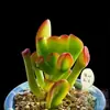 Planta Suculenta Rara de Vaso Grande com Múltiplas Cabeças, Alto Valor Estético e Sementes Valiosas