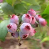 Mudas de Mirtilo F6 Esmeralda, Frutificação Dupla Temporada, Adequadas para Plantio em Regiões do Norte e do Sul, Mudas de Árvore Frutífera em Vasos Originais e Terra, Enviadas com Flores
