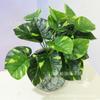 11 folha tartaruga costas folha planta parede material de correspondência folha de simulação folha de maçã verde rosa sempre-viva verde verde decorativo grande Folha Atacado