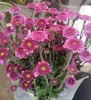 Atacado de Flores Margaridas Multicabeça, Entrega Direta de Yunnan, Cestas de Flores, Buquês, Arranjos para Vaso em Casa, Exposição em Banca, Compra em Grupo, Dropshipping de Uma Peça