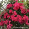 Base Wholesale Rosa Trepadora Forma en Maceta Florero de Rosas Enredadera Multi-Flor Casa de Rosas Patio Floración en el Mismo Año