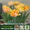 Resistencia al FríoTulipán Holandés Hidropónico Planta de Floración Cuatro Estaciones Planta Verde Flores en Maceta para Sala de Estar Apto para Principiantes
