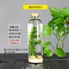 Garrafa Ecológica Micro Paisagem Não Precisa Trocar Água Peixe Betta Garrafa Peixe Ecológico Aquário Ecológico Mini Tanque Decorações DIY para Paisagismo