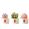 Plantas Suculentas de Interior, Cactos Pequenos em Vasos, Flores, Plantas Verdes, Escritório, Jardim de Infância, Mesa, Suculentas Tipo Cacto