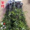 Plántulas de Bambú, Plantas de Bambú de Patio, Plantación Exterior Perenne, Bambú Púrpura Feng Shui para Balcón, Bambú Luohan en Maceta para Interior