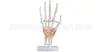 Modelo Natural de Articulación Grande de Mano con Ligamentos