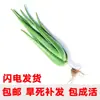 Salón de Belleza Curazao Plántulas de Sábila Suculentas en Maceta Riego de Belleza Hidratación de la Piel Flores Comestibles de Interior y Exterior y Plantas Verdes
