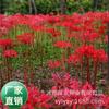 Fornecido diretamente pelo fabricante: Bulbos de Flor Amarílis, Flor Barata, Flor Garra de Dragão e Mudas de Flor Narguilé, Fácil de Semear em Todas as Estações, Sementes de Flores Fáceis de Cultivar
