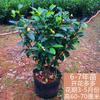 Plántulas de Flores Sonrientes para Dropshipping Plántulas Sonrientes en Maceta Plantas de Flores Fragantes Patio Balcón Perennes Todas las Estaciones