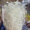 Flores Eternas, Hierba de un Millón de Estrellas, Gypsophila Pequeña Paquete de Materiales de Flores Secas Hechos a Mano DIY Venta al Por Mayor
