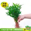 Plantas en Maceta Repelentes de Mosquitos para Balcones Exteriores e Interiores, Semillas Repelentes de Mosquitos, Hojas de Geranio Fragantes para el Jardín, Purificar el Aire