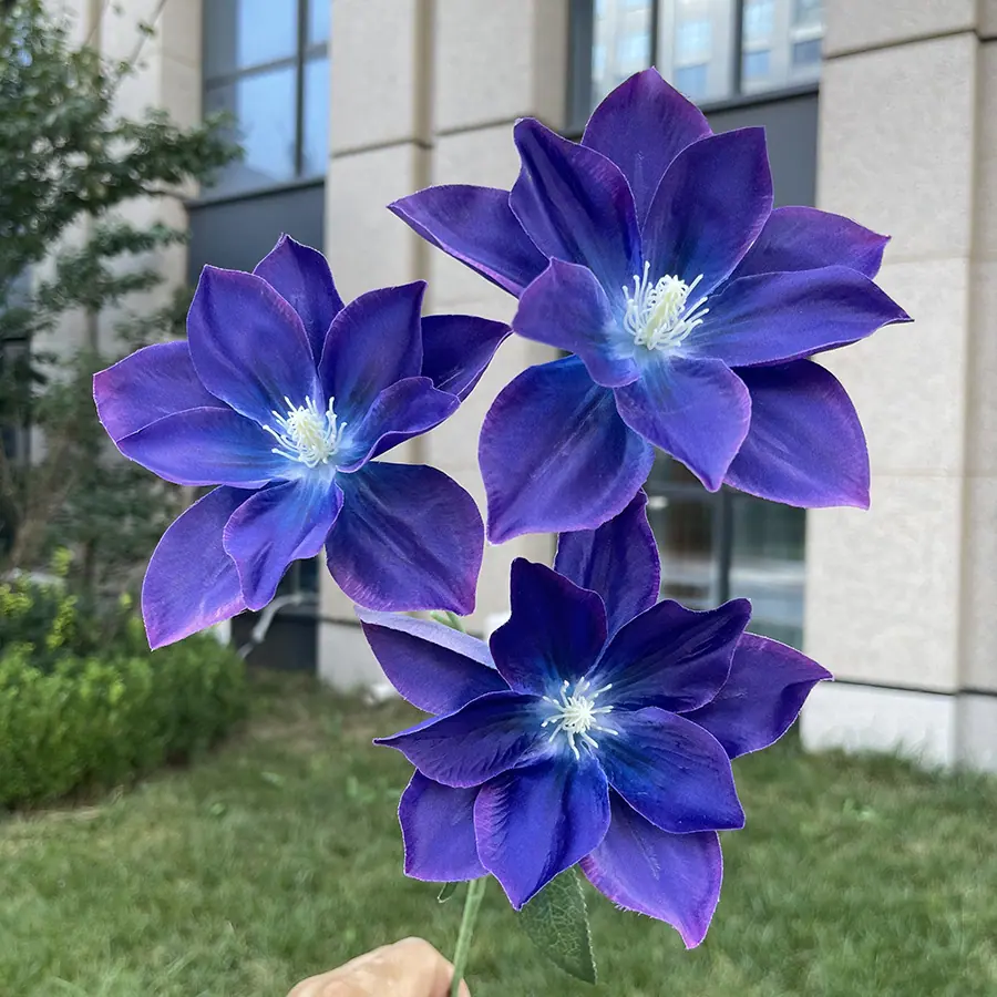 3头福利铁线莲-xgmfg-深紫蓝.JPG