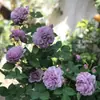 Planta de Rosas para Balcón con Semillas de Rosa, Rosas en Maceta de Fragancia Fuerte Todo el Año, Plantas de Flores Extra Grandes para Balcón y Patio