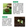 Estimulante Líquido de Raiz para Plantas, Agente Universal de Enraizamento Rápido para Suculentas, Árvores da Fortuna e Flores, Poderoso Agente de Enraizamento e Fortalecimento de Mudas