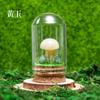 Piedra Bruta de Cristal Natural Jade Hongo Adornos de Micropaisaje Piedra de Cristal Mineral Marca Botella de Deriva Artesanías de Decoración para el Hogar