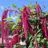 Sementes de Centáurea Perene no Atacado de Várias Regiões, Sementes de Dianthus Multicolores, Flores Medicinais, Flores de Trigo Gigantes, Sementes para Jardinagem