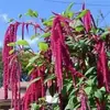 180 Variedades de Sementes de Flores Não Repetitivas, Fáceis de Cultivar em Todas as Estações, Podem Afastar Mosquitos, Adequadas para Varandas Internas e Externas, Distribuição Transfronteiriça