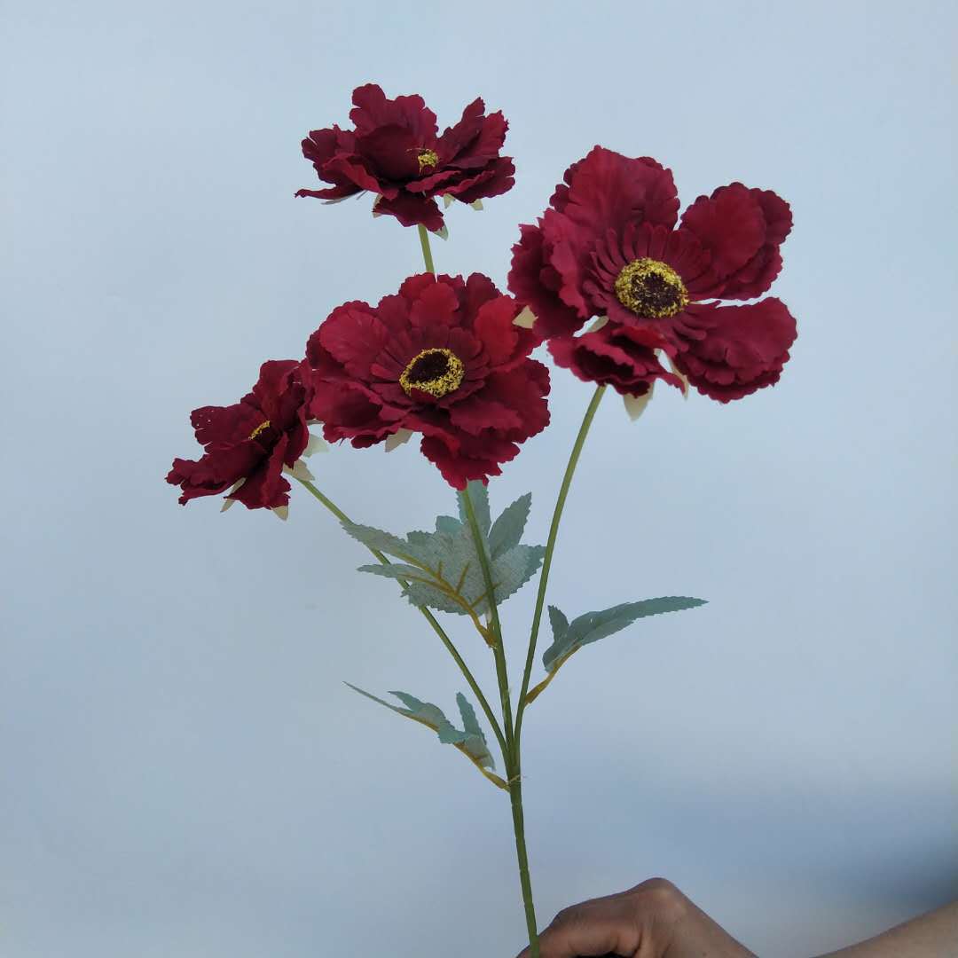 四头太阳菊花红2