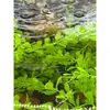Plantas aquáticas artificiais aquário tanque de tartaruga berçário de filhotes de tartaruga prevenir mordida na cauda prevenir lesão prevenir afogamento criação de tartarugas